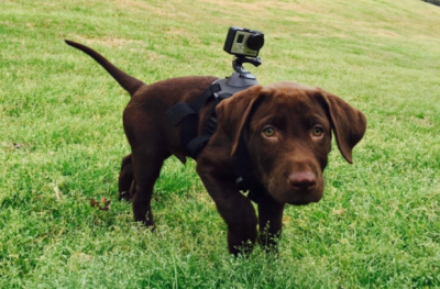 GoPro Fetch shown on dog's back