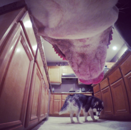 GoPro Fetch shown on dog's chest from dog point of view