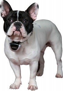 DogTek Eyenimal shown on a dog's collar