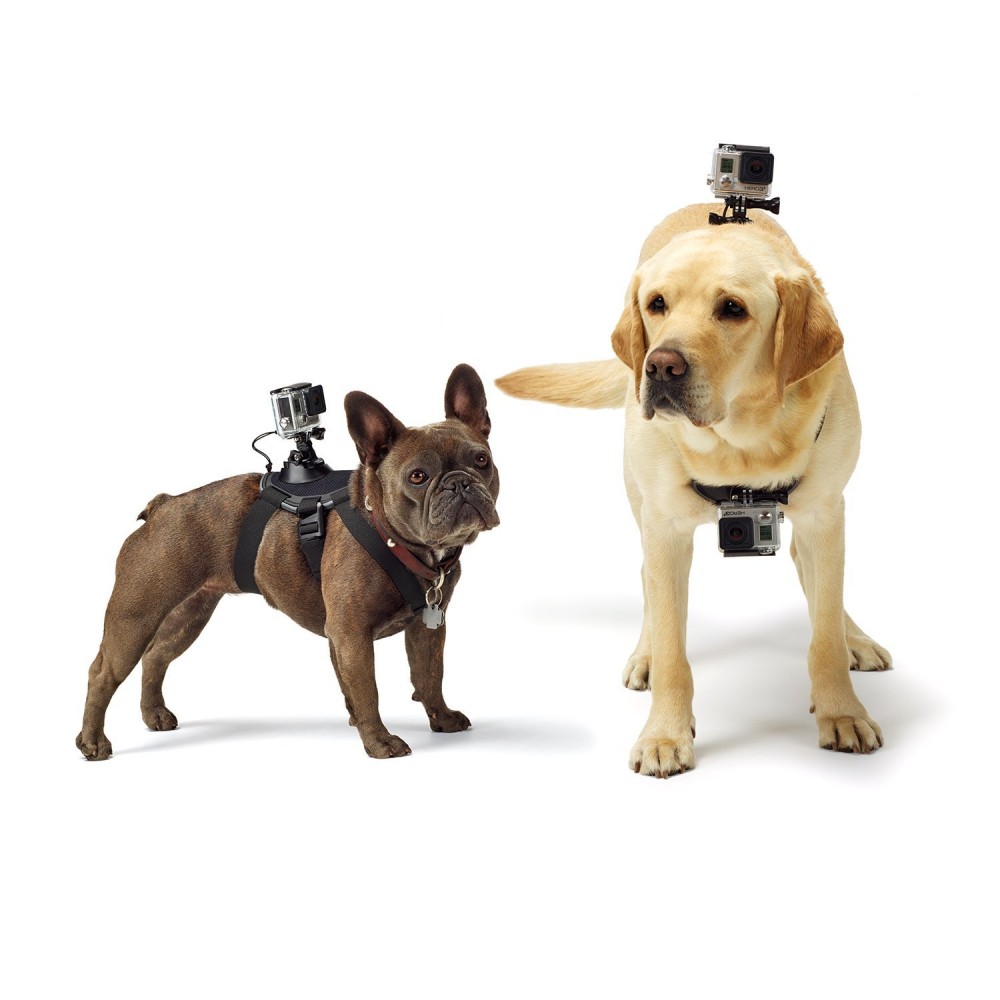 Best Dog Collar Camera for 2016 - Best Pet Cam