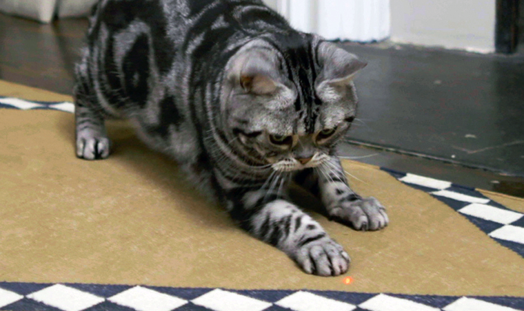 Kittyo laser pointer