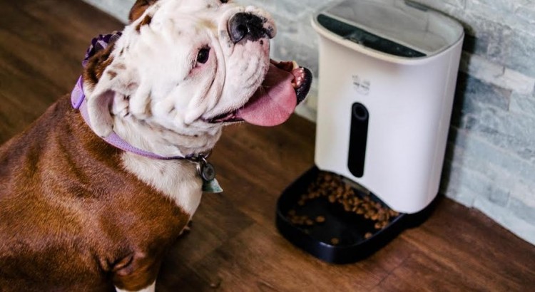 Are Pets automatic pet feeder review
